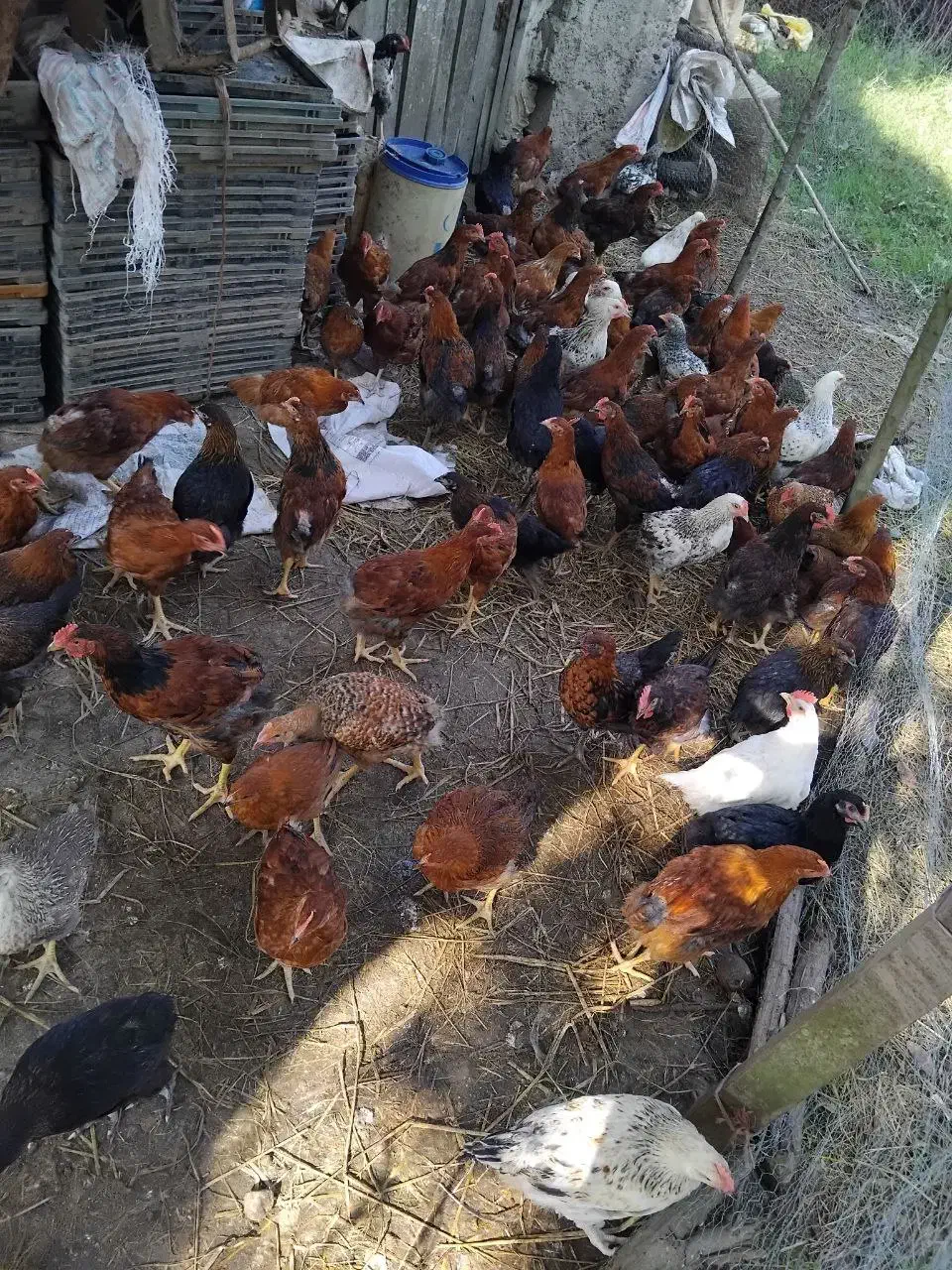 نیمچه گلپایگانی|حیوانات مزرعه|رشت, کوی عرفان|دیوار