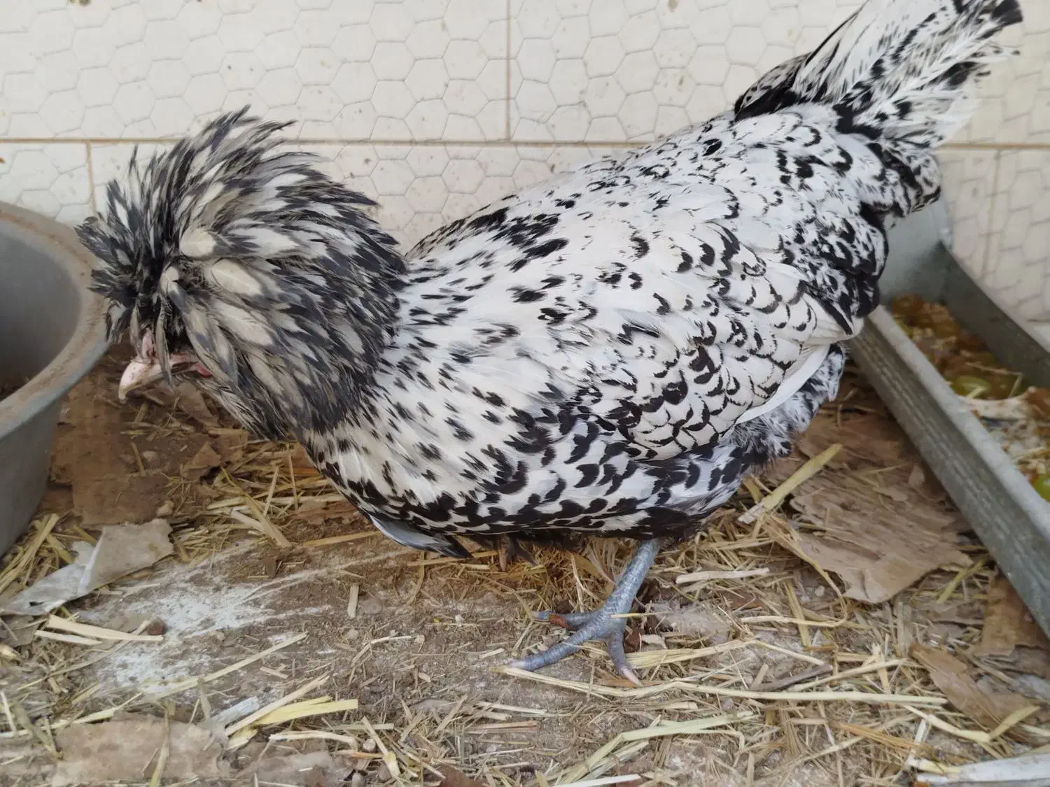 تخم مرغ نطفه دار نژاد پولند|حیوانات مزرعه|قم, علی آباد سعدگان|دیوار