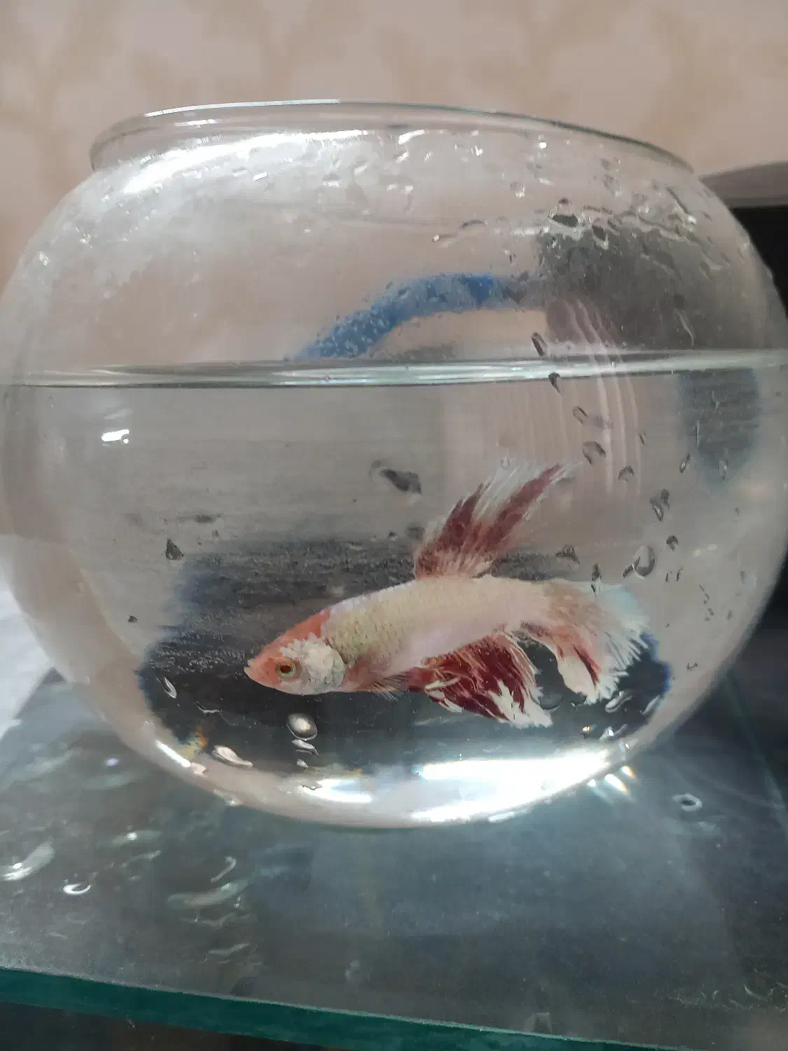 فایتر|ماهی|اسلام‌شهر, مطهری|دیوار