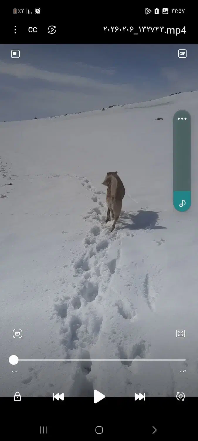 سگ گله|سگ|صوفیان, |دیوار