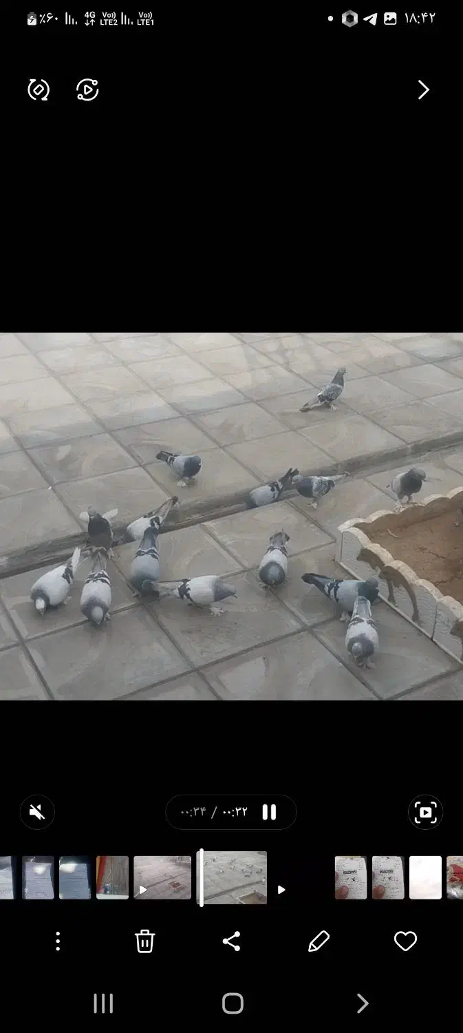 سه تا ترکیه بفروش میرسد|پرنده|کشاورز, |دیوار