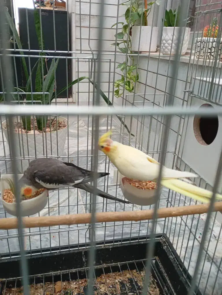 فروش ۶ عدد عروس هلندی|پرنده|تفت, |دیوار