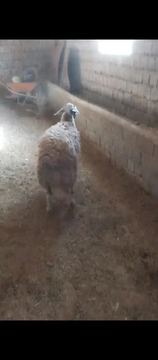 شک مه|حیوانات مزرعه|لاجان, |دیوار