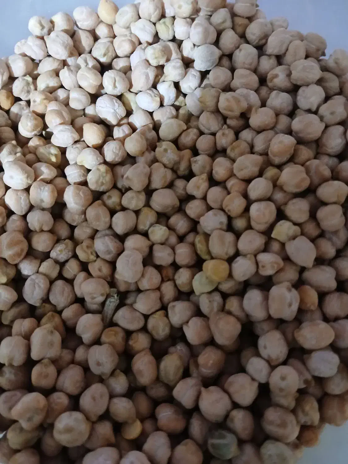 نخود|خوردنی و آشامیدنی|سجاس رود, |دیوار