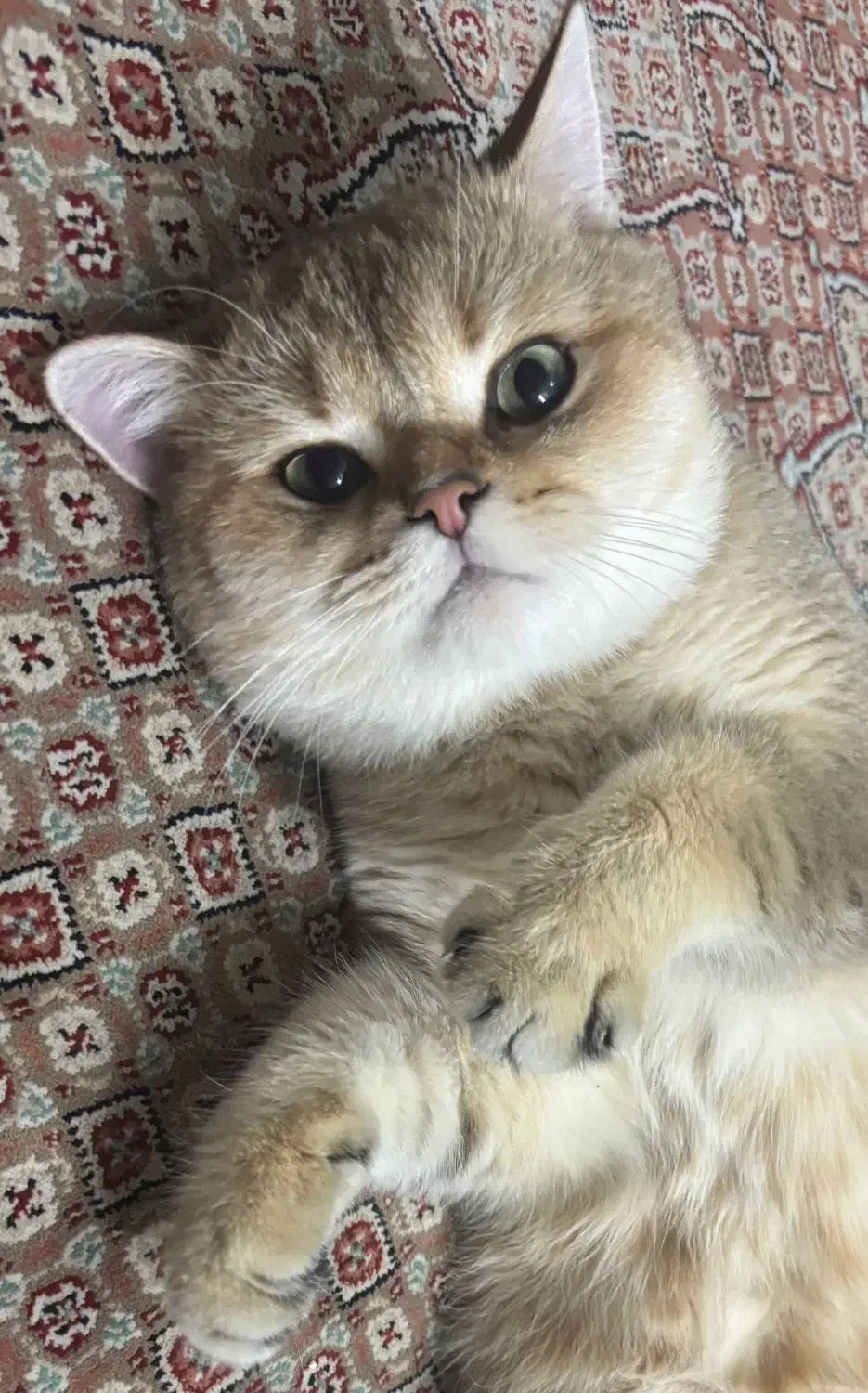 گربه بریتیش گلد|گربه|حمیدیا, |دیوار