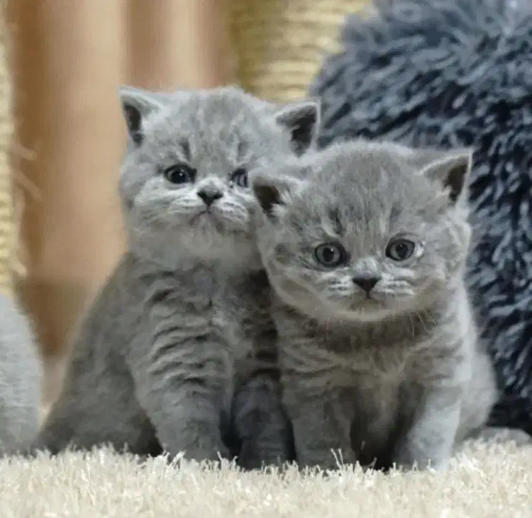 گربه|گربه|تهران, پاسداران|دیوار