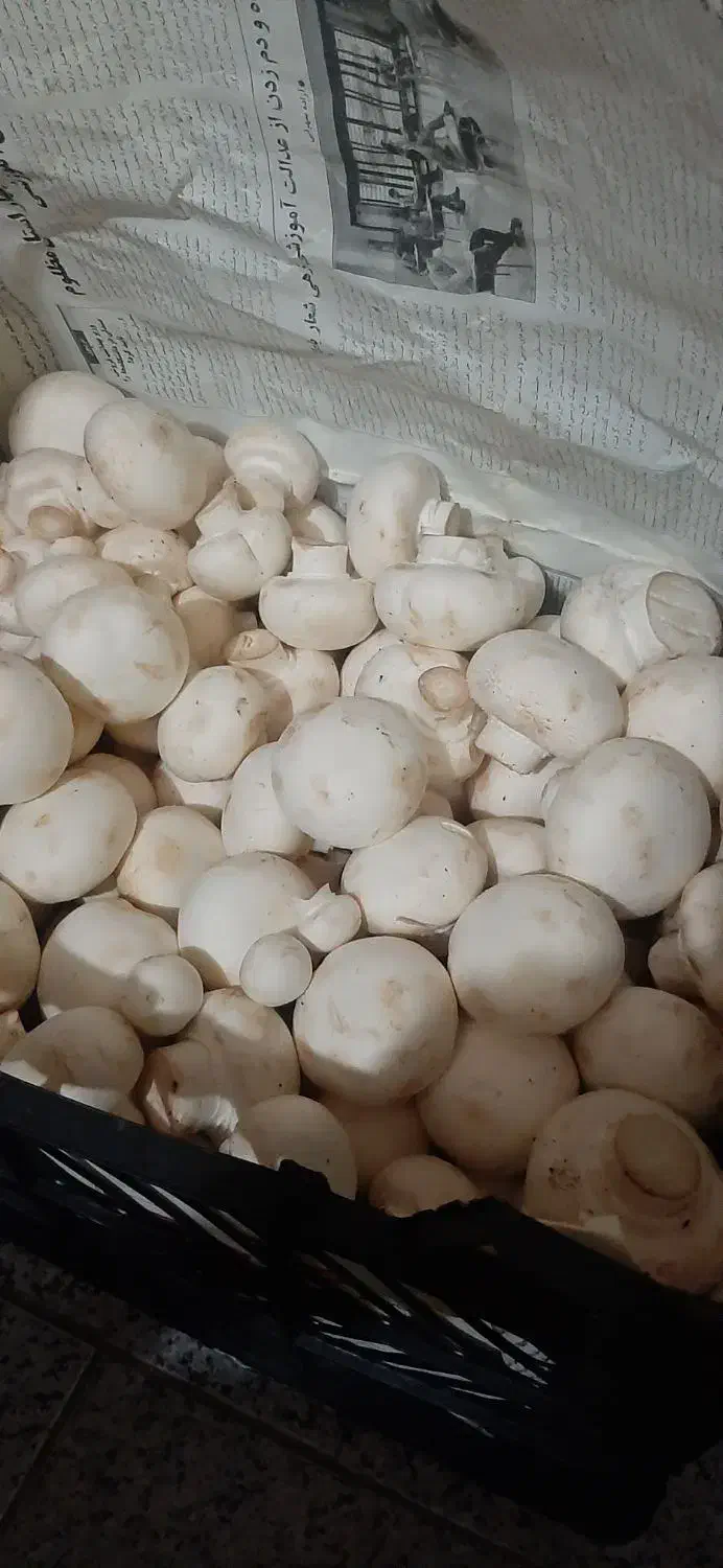 قارچ درجه یک|خوردنی و آشامیدنی|خوی, |دیوار