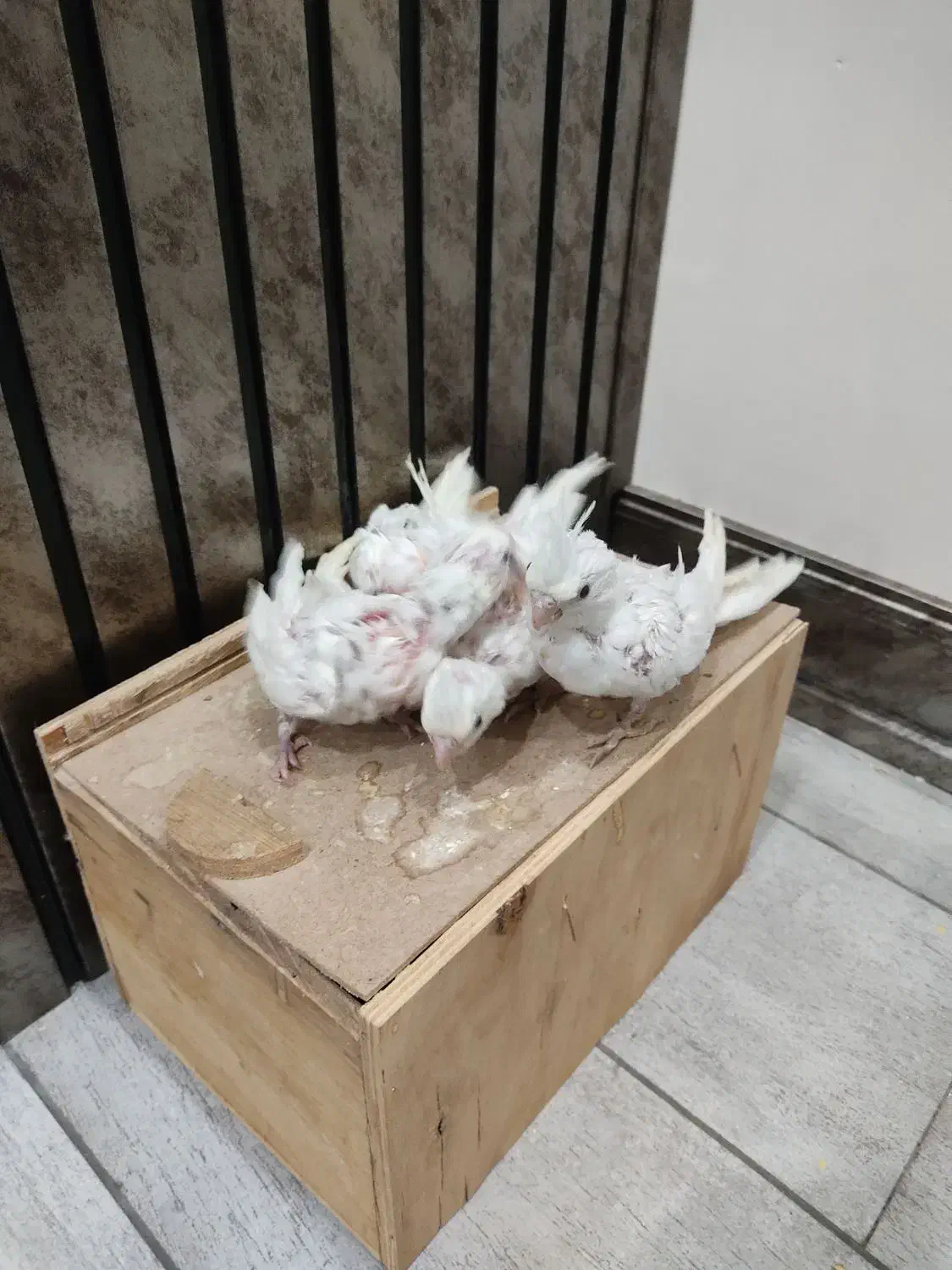 جوجه عروس هلندی آلبینو 25روزه|پرنده|ابریشم, |دیوار