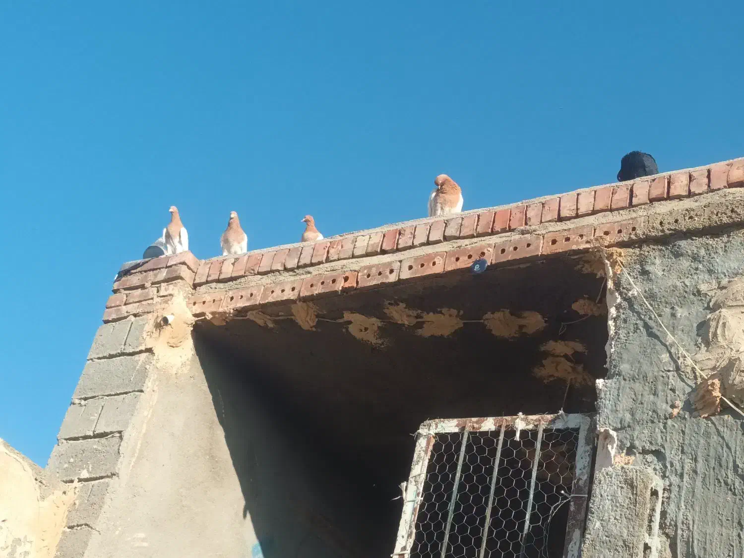 کله زرد ۱۵عدد فروشی جفتی ۹۰۰|پرنده|کشاورز, |دیوار