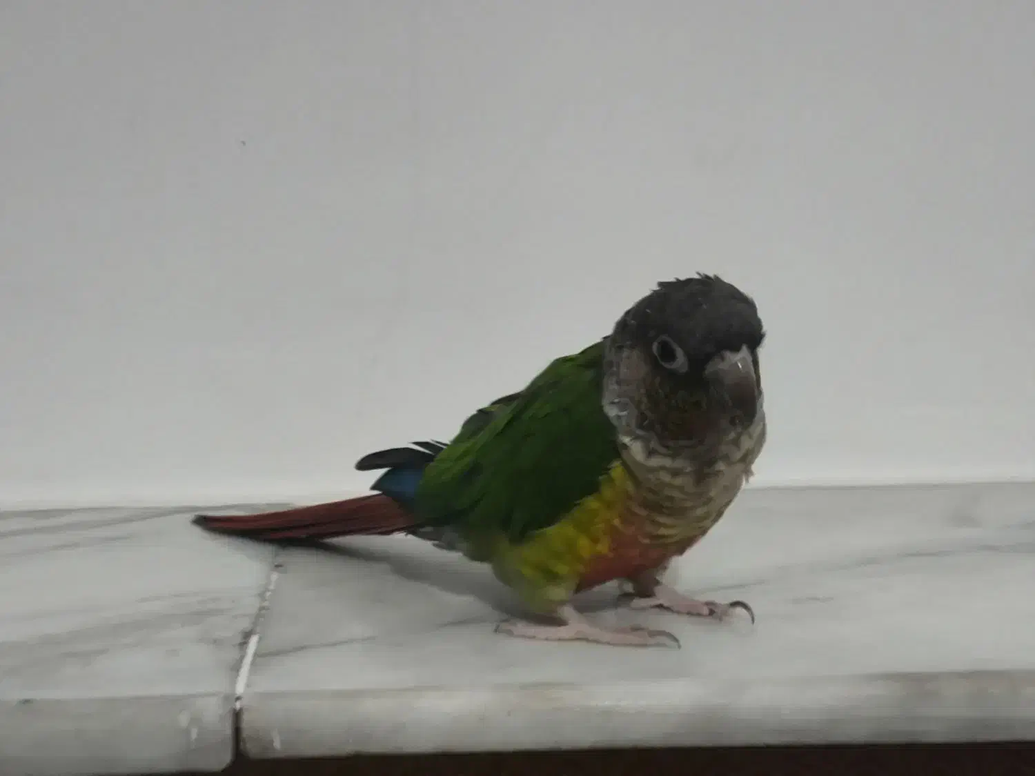 طوطی گرین چیگ سخنگو|پرنده|قم, شاه ابراهیم|دیوار