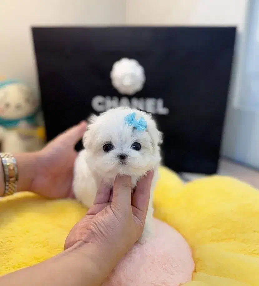 توله سگ پنبه ای مالتی پو بیصدا و آروم|سگ|تهران, وردآورد|دیوار