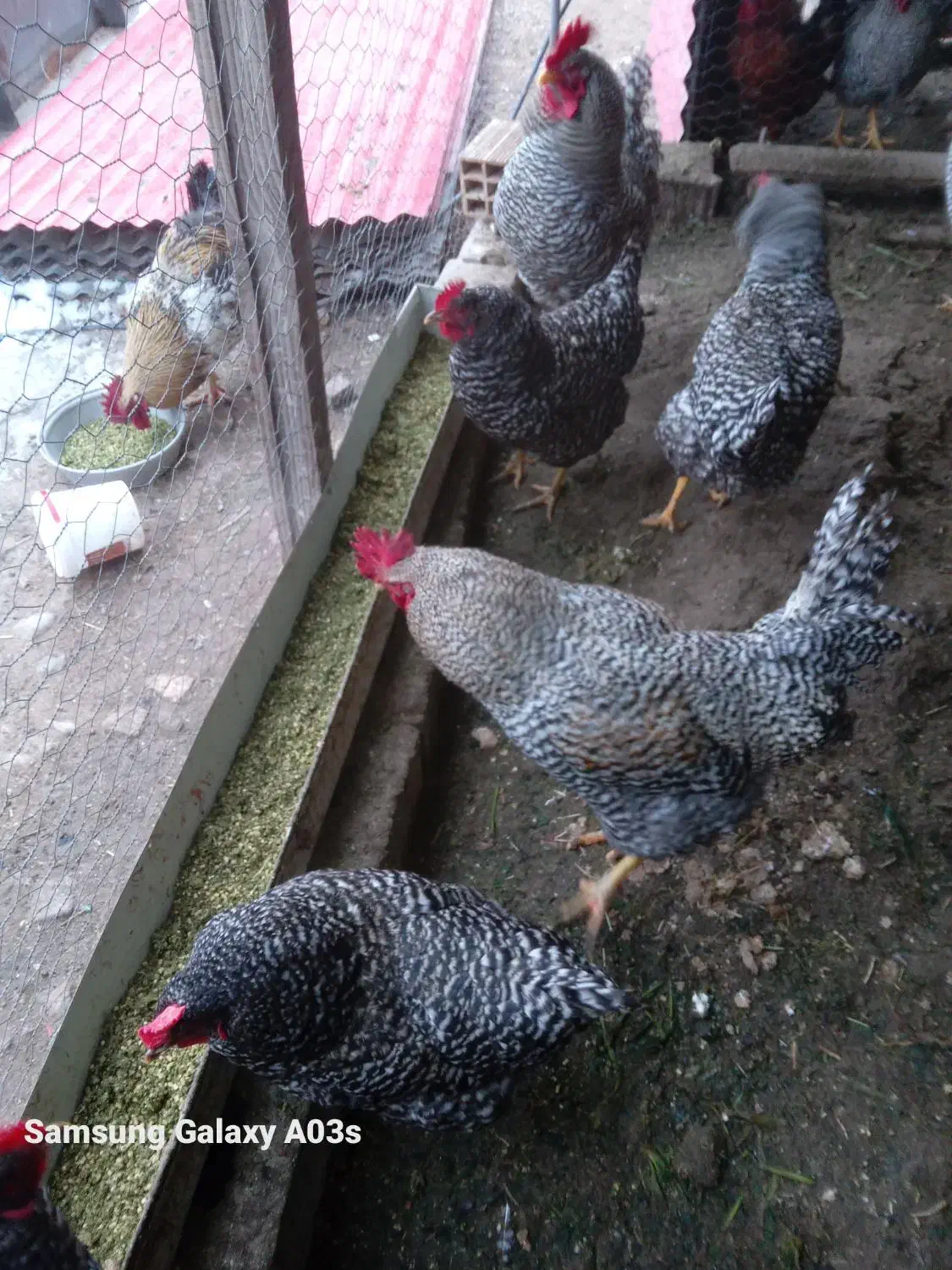 جوجه و تخم نطفه دار پیلموت|حیوانات مزرعه|خسروشاه, |دیوار