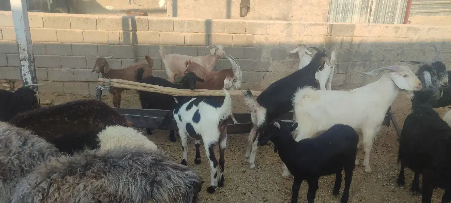 بز داشتی دورگ سانن و پاکستانی|حیوانات مزرعه|نوبندگان, |دیوار