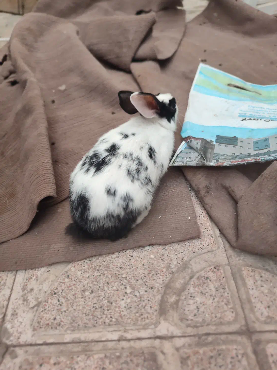 خرگوش مینیاتوری|موش و خرگوش|تبریز, |دیوار