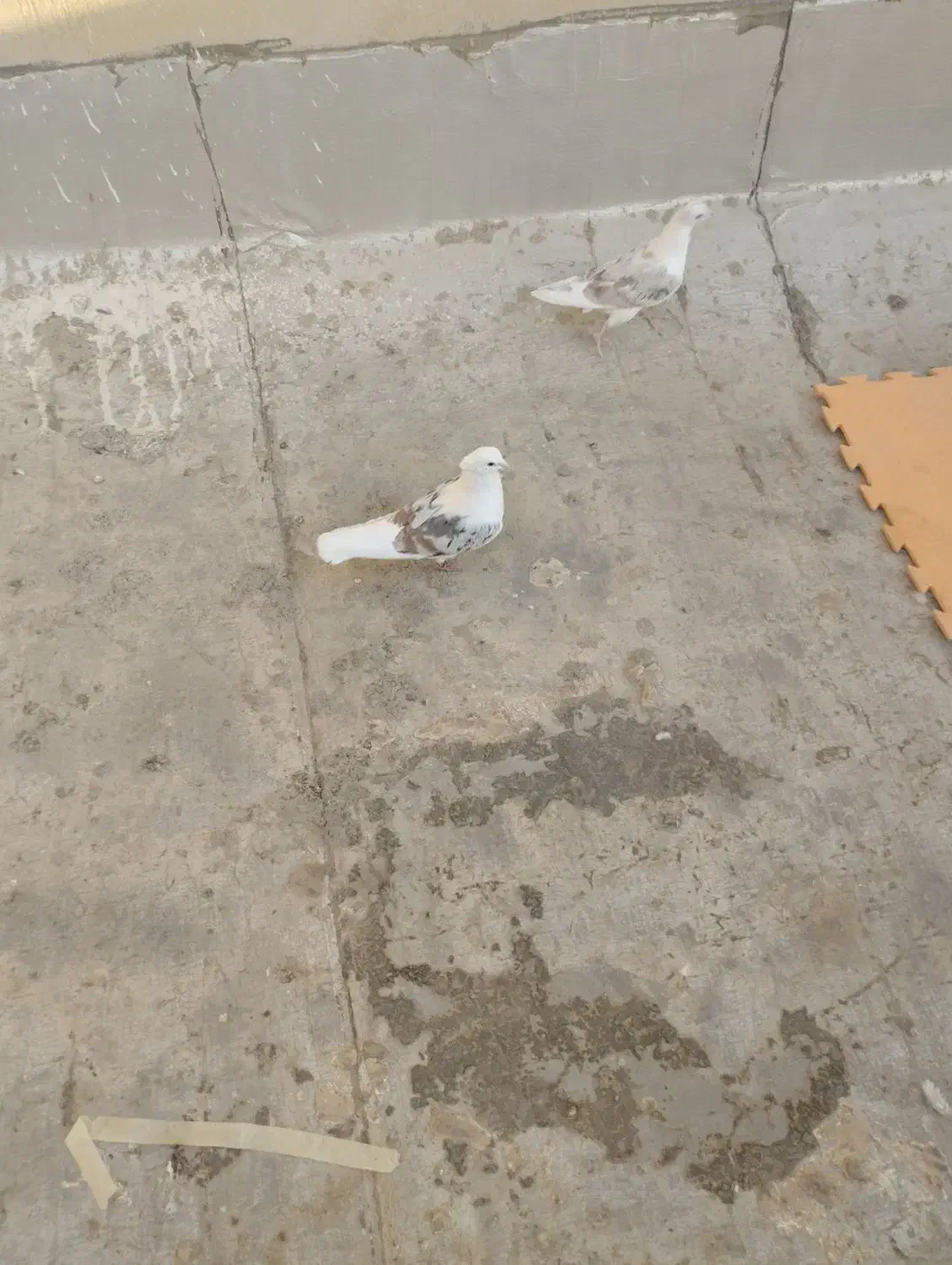 کبوتر دوکت.پشتدار سرور|پرنده|کرج, ساماندهی|دیوار