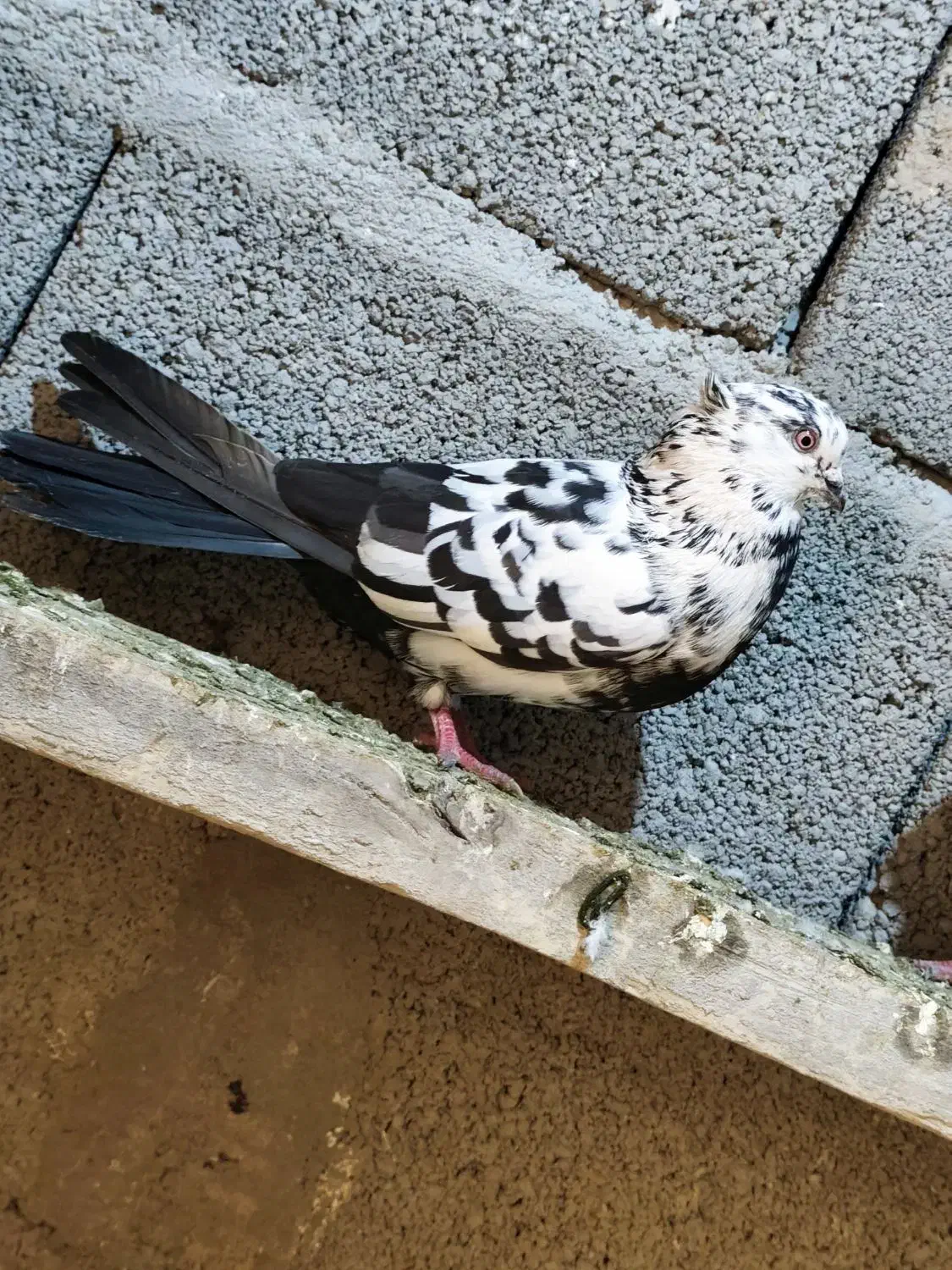 کفتر|پرنده|سراب, |دیوار