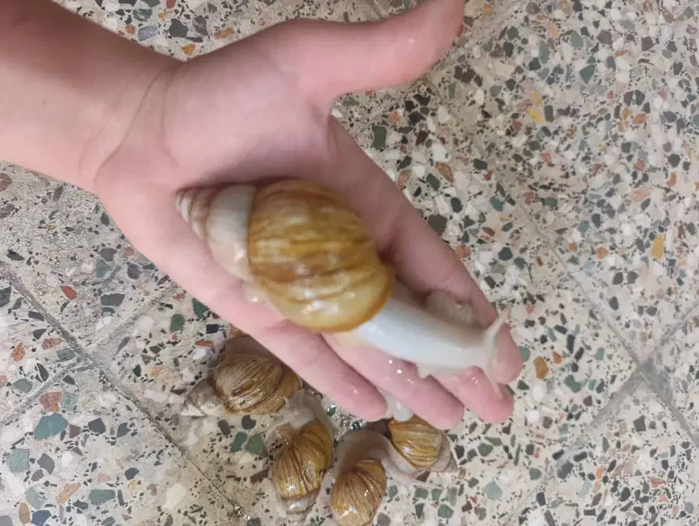 حلزون|خزنده|اهواز, پردیس|دیوار