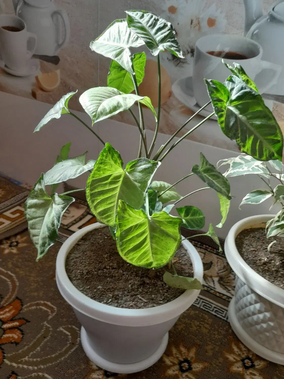 گل خانگی|گل و گیاه طبیعی|بانه, |دیوار