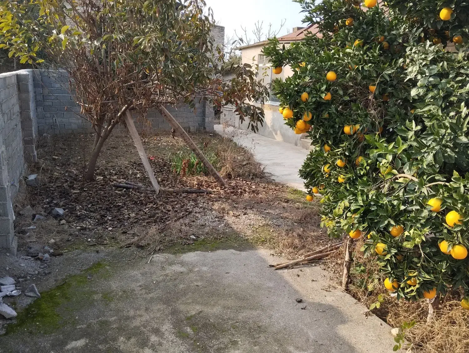 فروش فوری خونه کلنگی(نوذرآباد)|فروش زمین و ملک کلنگی|نکا, |دیوار