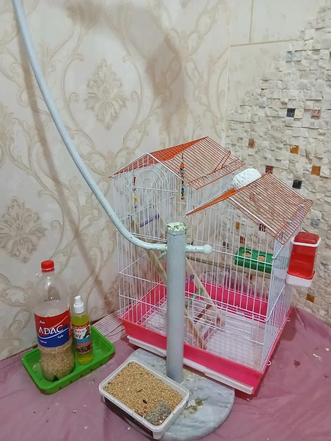 عروس هلندی|پرنده|اردبیل, |دیوار