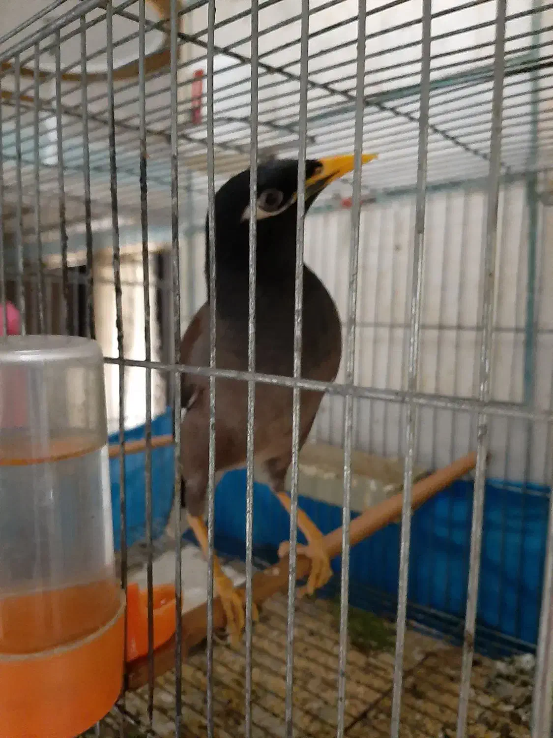 مرغ مینا سخنگو  قناری مست|پرنده|زرند, |دیوار