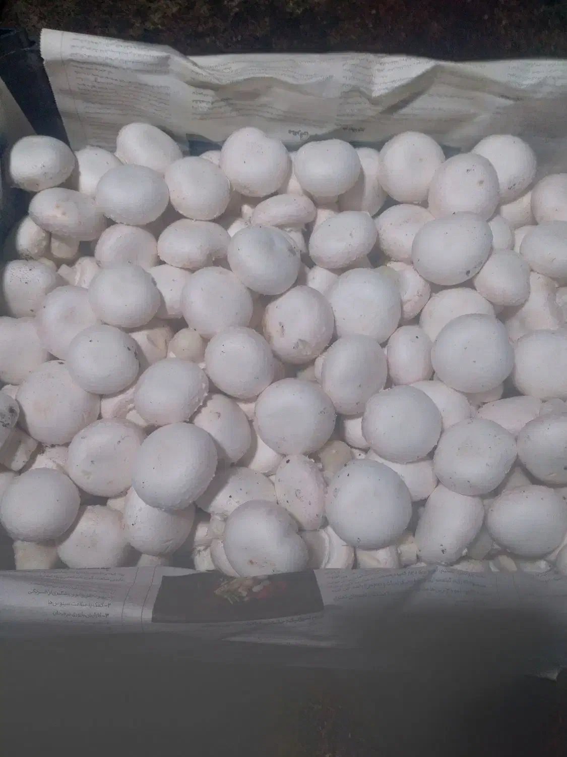 قارچ تازه و ارگانیک|خوردنی و آشامیدنی|مشگین شهر, |دیوار