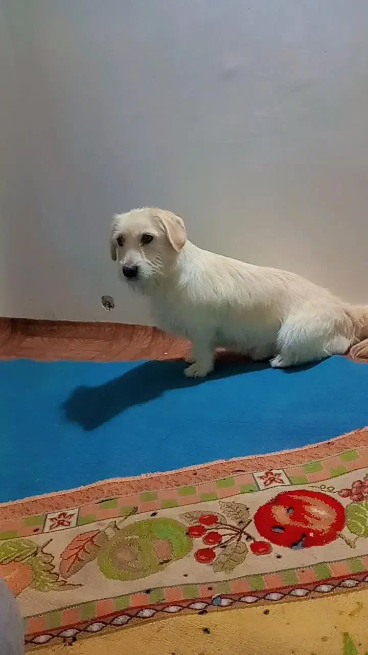 سگ‌پاکوتاه فروشی فوری|سگ|گرگان, |دیوار