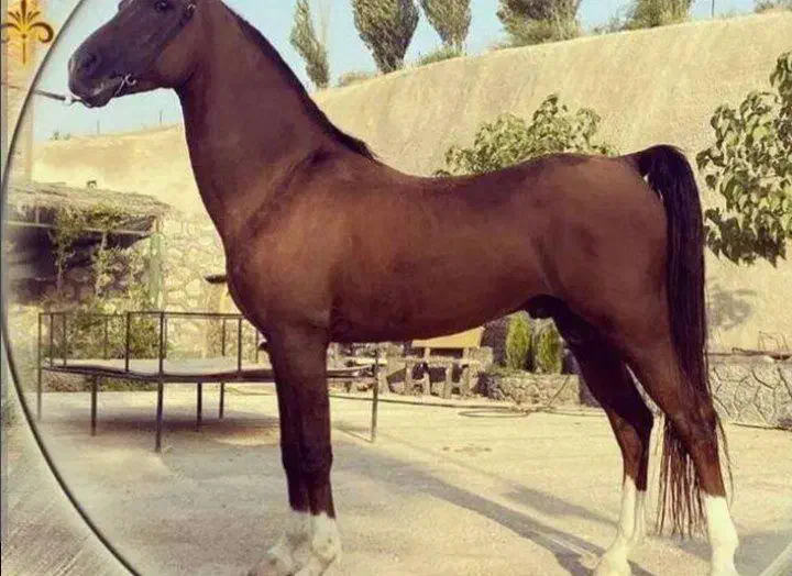 اسب|اسب و تجهیزات اسبسواری|حمیدیا, |دیوار