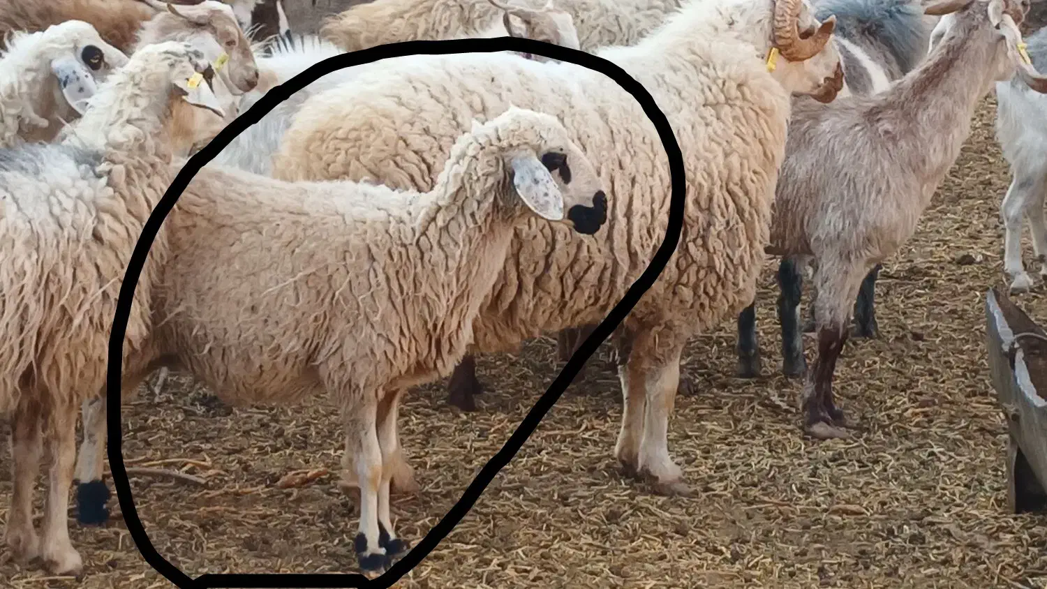 میش و بره ماده ۳ماه|حیوانات مزرعه|کرمان, |دیوار