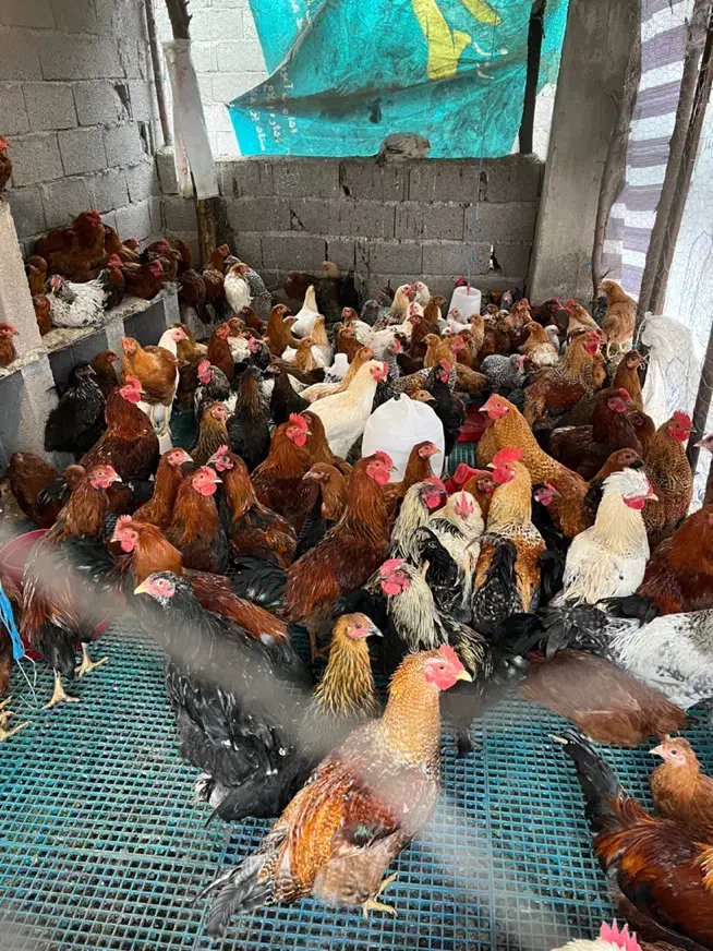 جوجه مرغ و خروس|حیوانات مزرعه|رحیمآباد, |دیوار