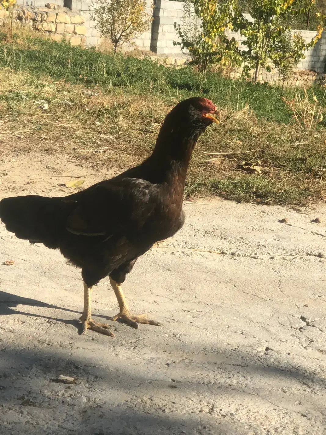 مرغ لاری اصل|حیوانات مزرعه|صومای برادوست, |دیوار