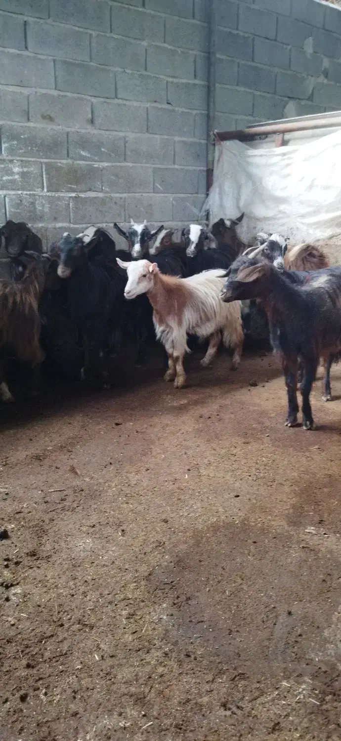 بزغاله ماده شیر مست|حیوانات مزرعه|قائم‌شهر, |دیوار