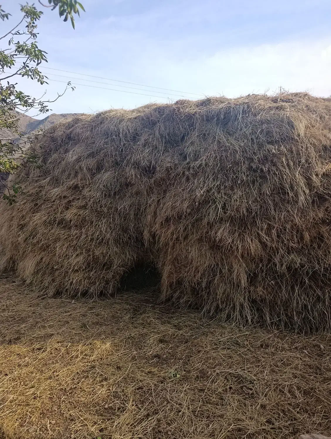 علف|لوازم جانبی حیوانات|بازرگان, |دیوار