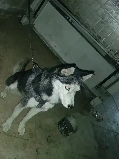 هاسکی اصیل مو کوتاه|سگ|لواسان, |دیوار