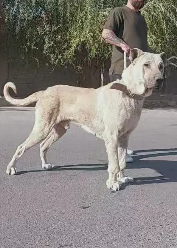 سگ سرابی|سگ|صفادشت, |دیوار