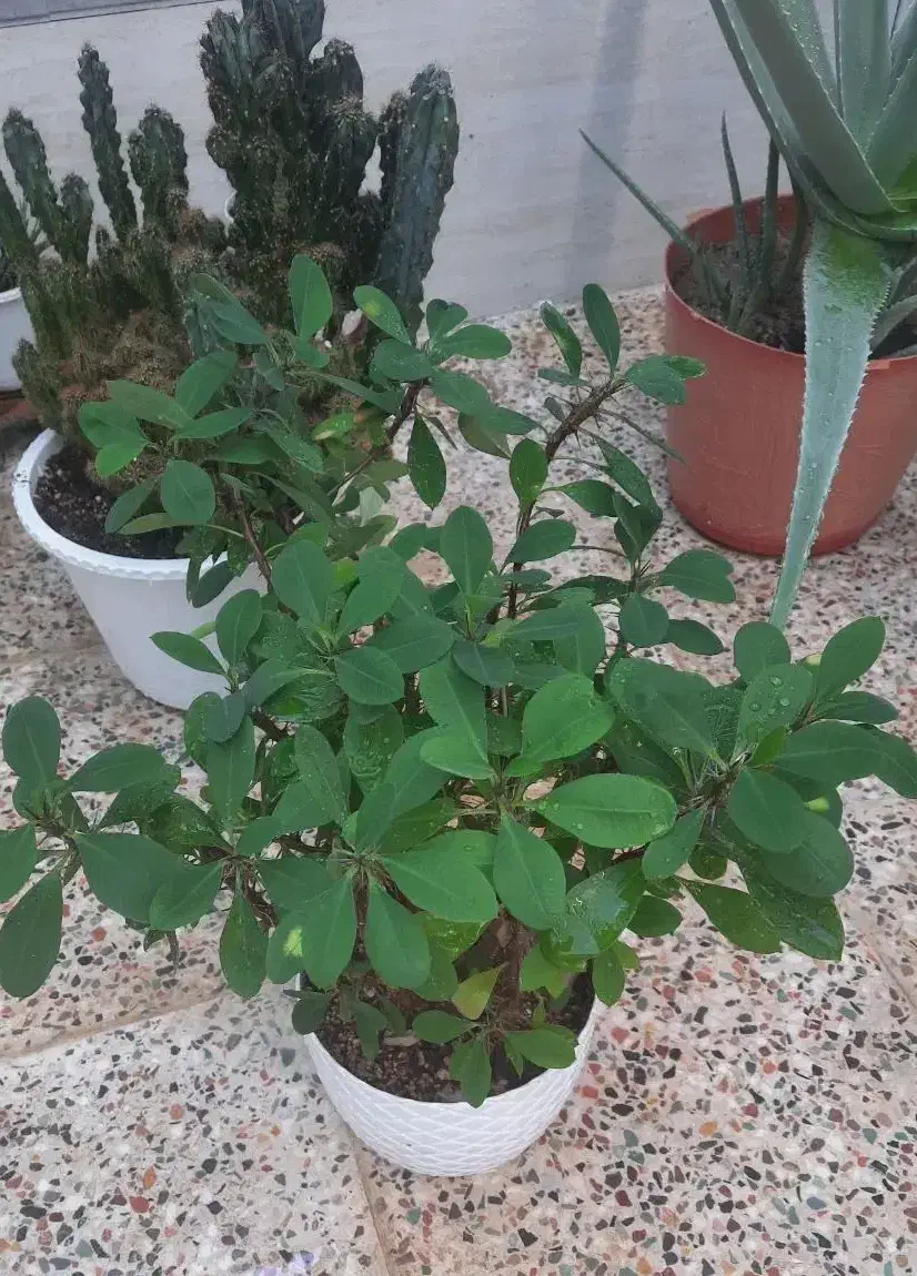 گل طبیعی|گل و گیاه طبیعی|آباده, |دیوار