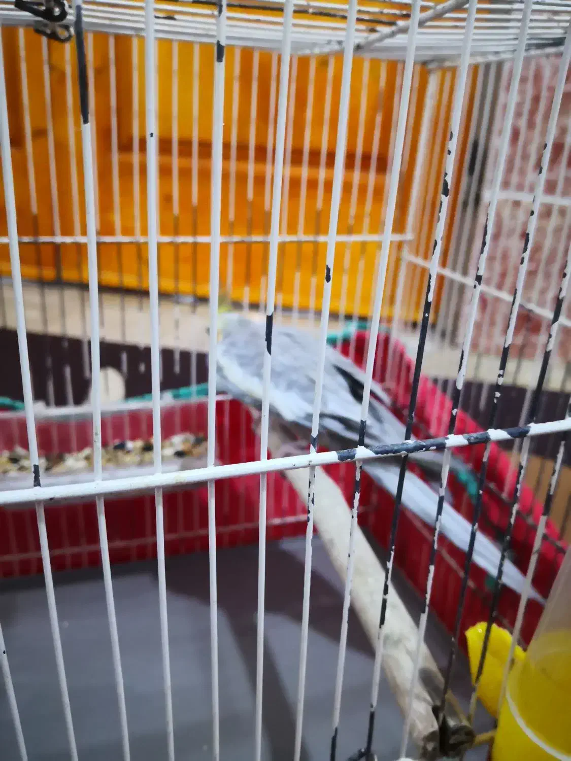 عروس هلندی جفت کار داده|پرنده|اهرم, |دیوار