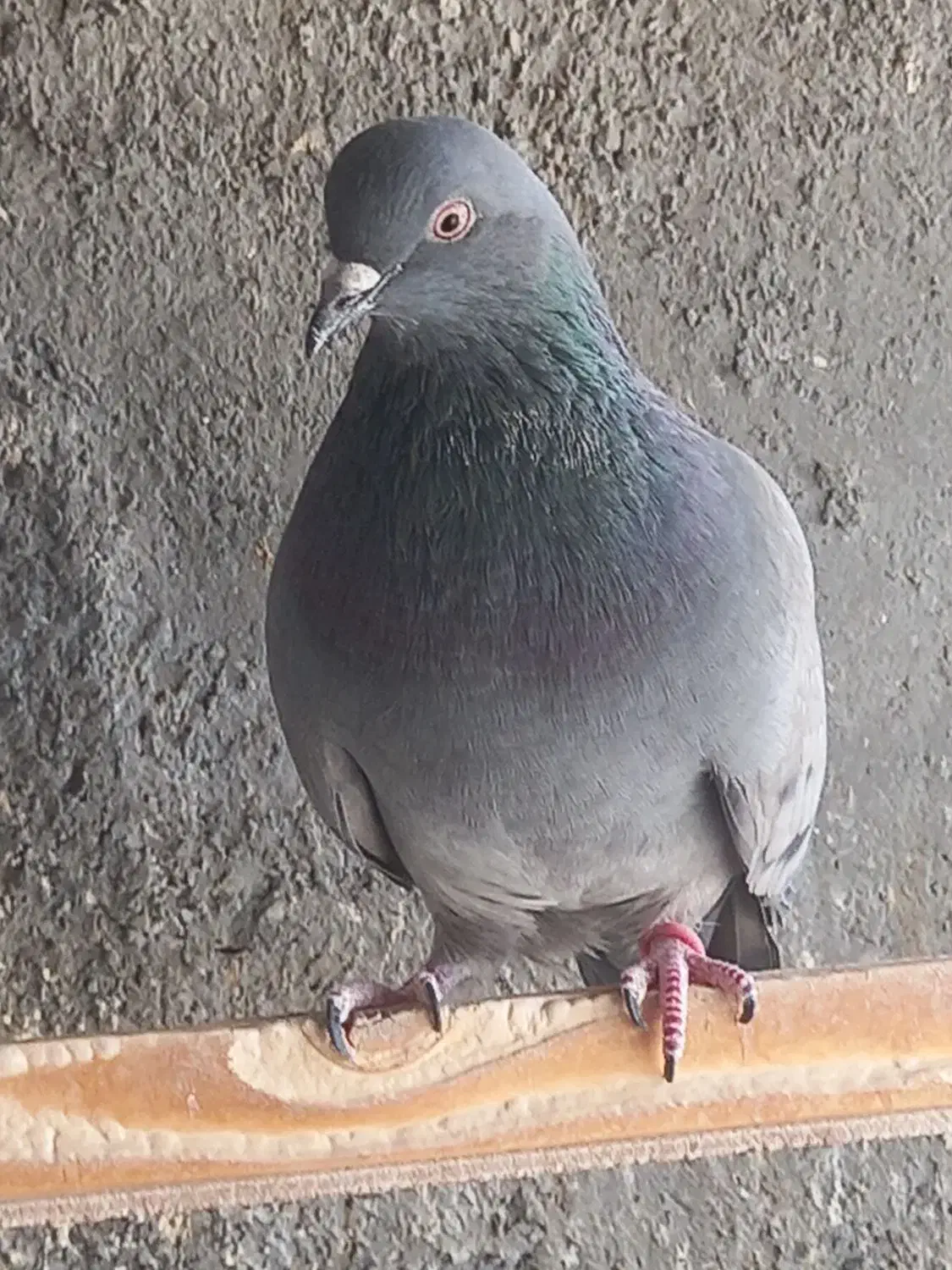 کبوتر پرشی سوسکی و سبز|پرنده|فولادشهر, فولادشهر|دیوار