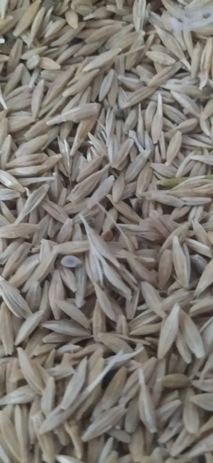 جو دیمی|عمدهفروشی|لاران, |دیوار