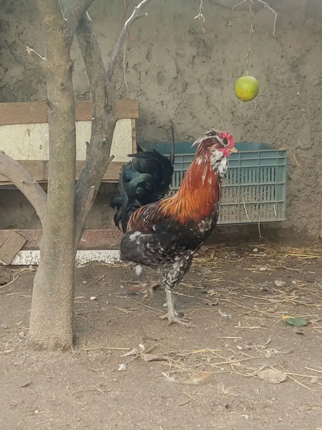 خروس گلین کاکلی|حیوانات مزرعه|چالوس, |دیوار