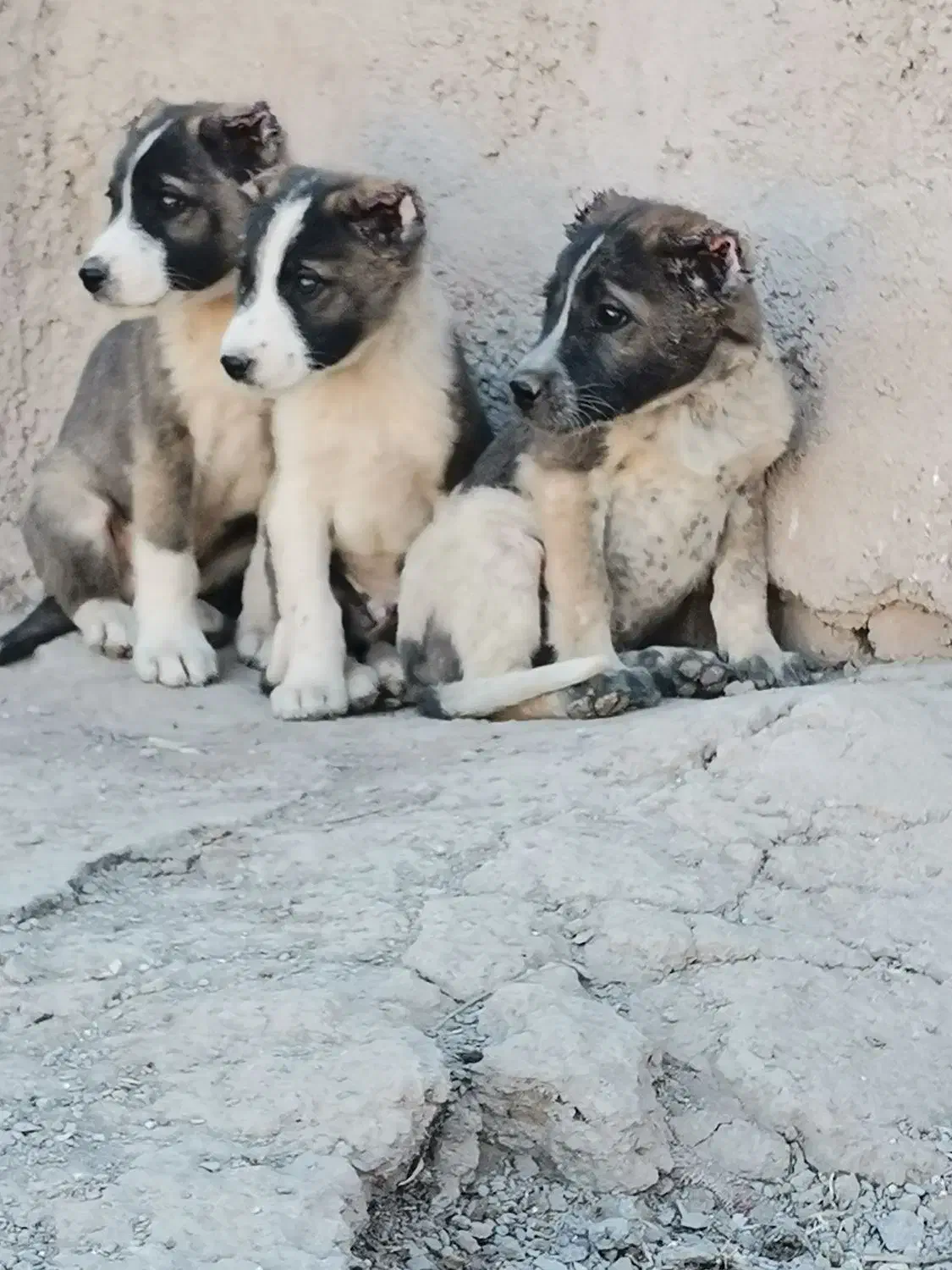 توله سگ افغان ااصل|سگ|کرمان, |دیوار