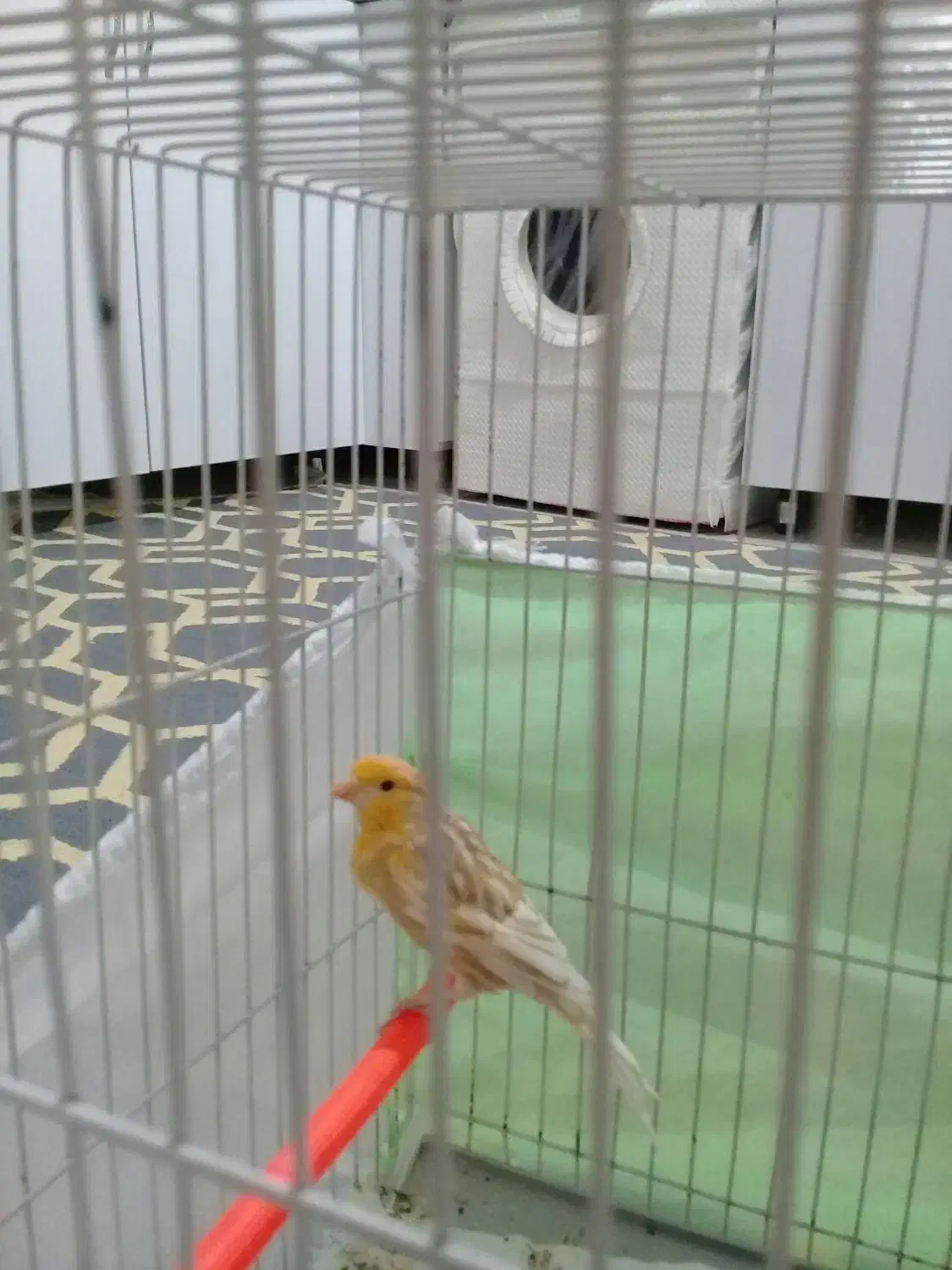 قناری|پرنده|مشهد, ثامن|دیوار