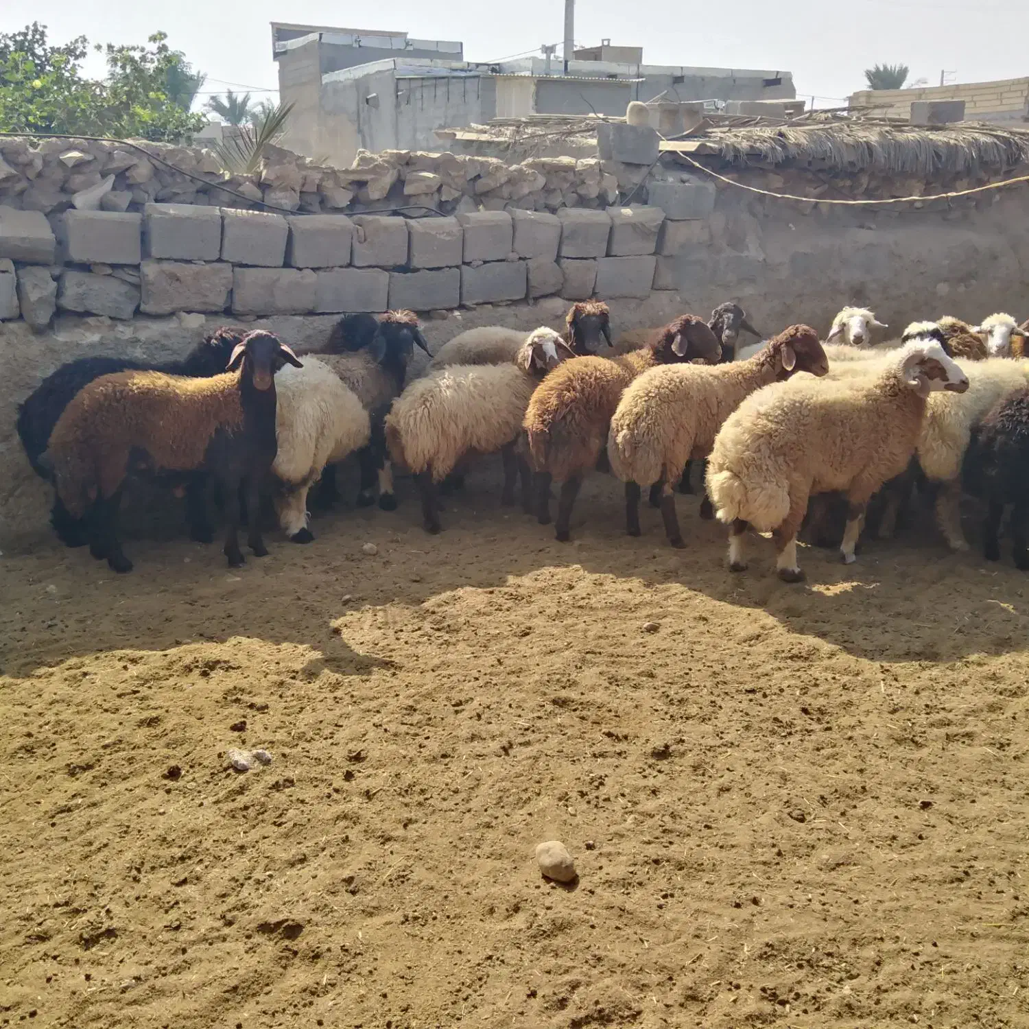 بره چاق|حیوانات مزرعه|برازجان, |دیوار