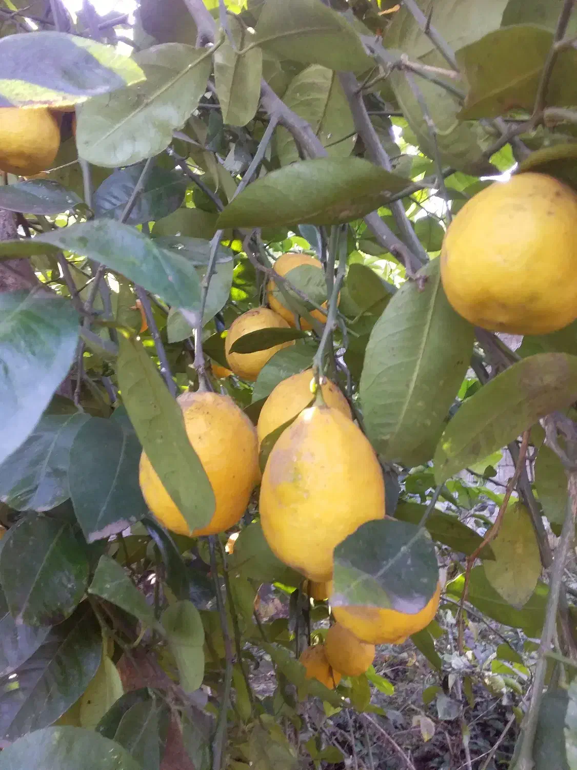 لیمو ترش ارگانیک بدون استفاده از سم|خوردنی و آشامیدنی|لاهیجان, لیالستان|دیوار