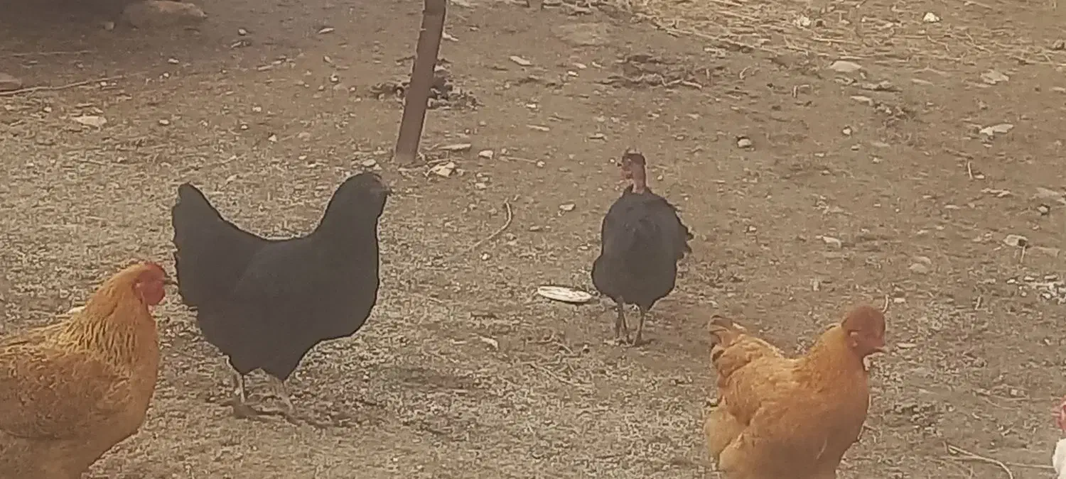 مرغ|حیوانات مزرعه|صائین قلعه, |دیوار