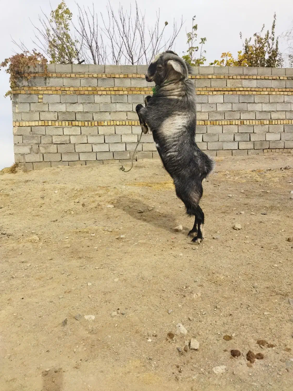 بز نر نژاد سانن|حیوانات مزرعه|سیلاخور, |دیوار