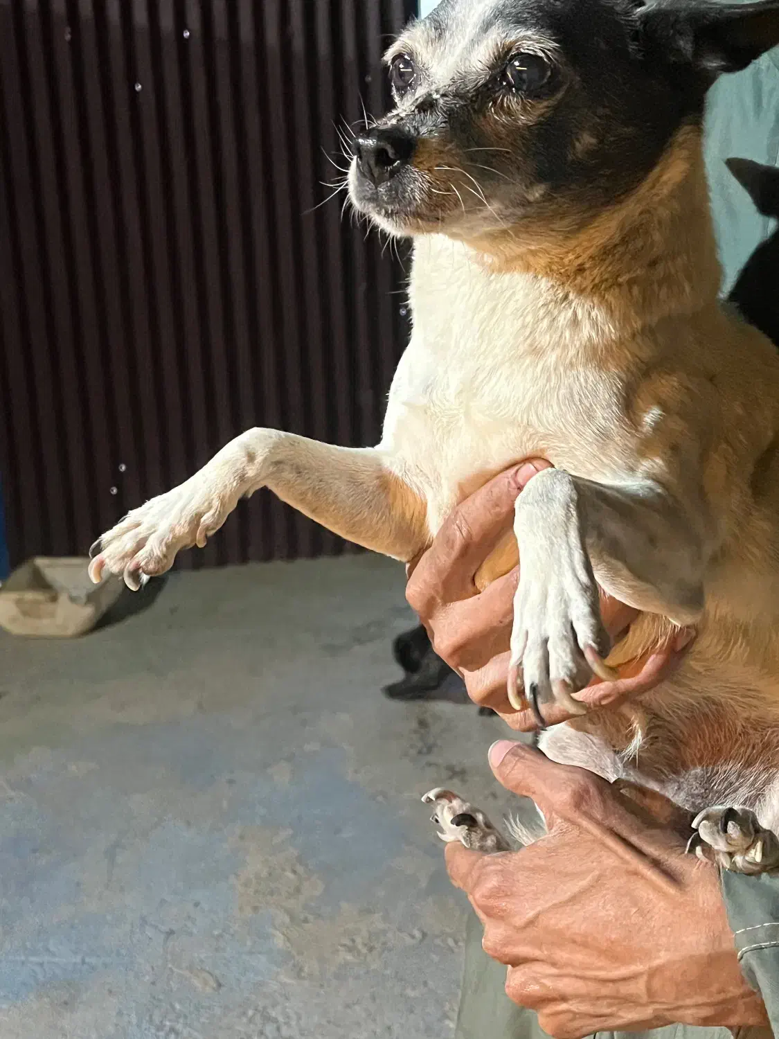 واگذاری سگ اپارتمانی|سگ|مشهد, آزادشهر|دیوار