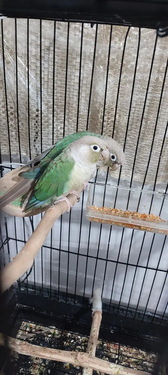 گرینچیک جفت  صد در صدمولد تراکوییس پاین اپل|پرنده|شاهرود, |دیوار