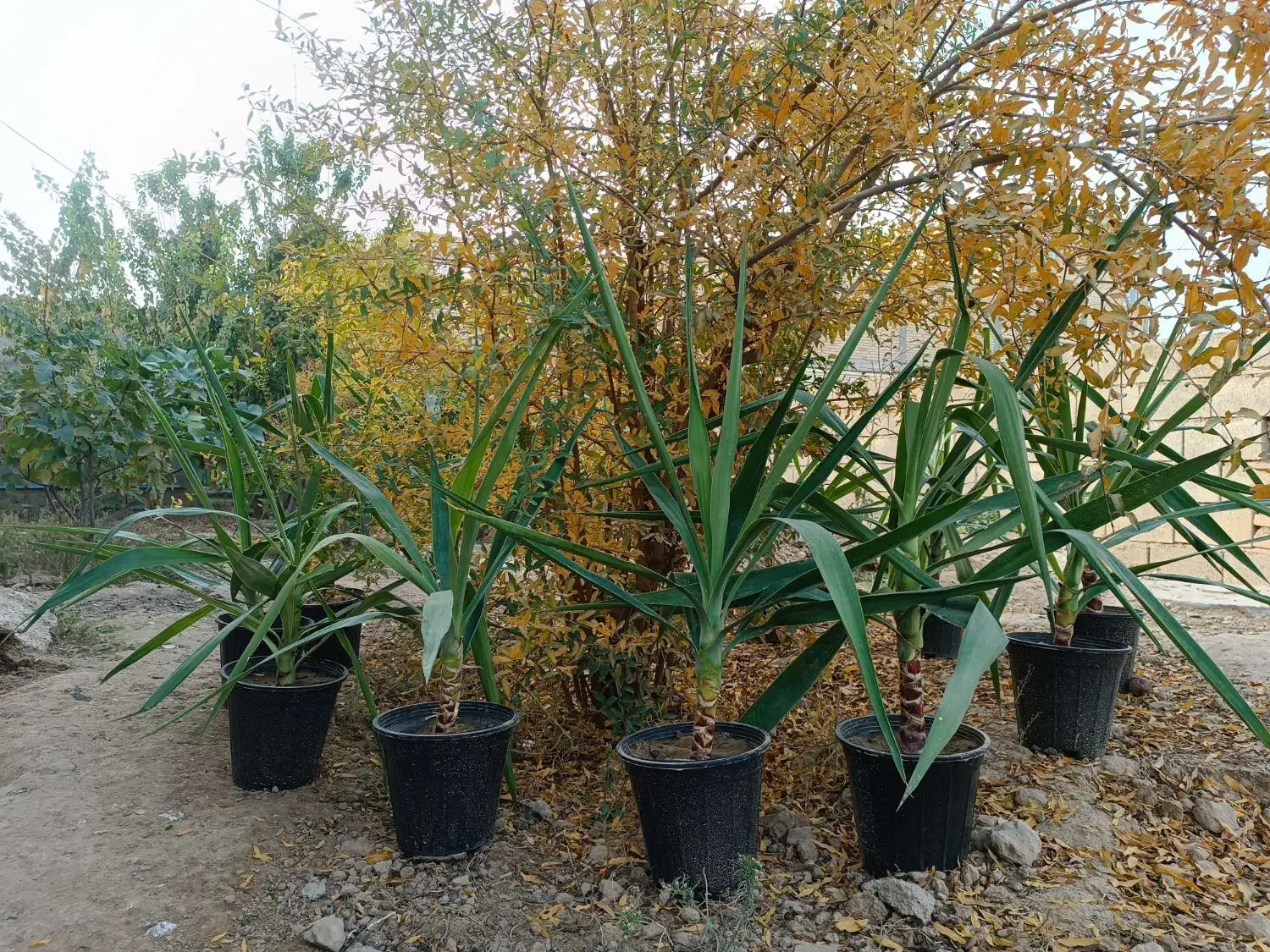 گل یوکا|گل و گیاه طبیعی|گنبد کاووس, |دیوار