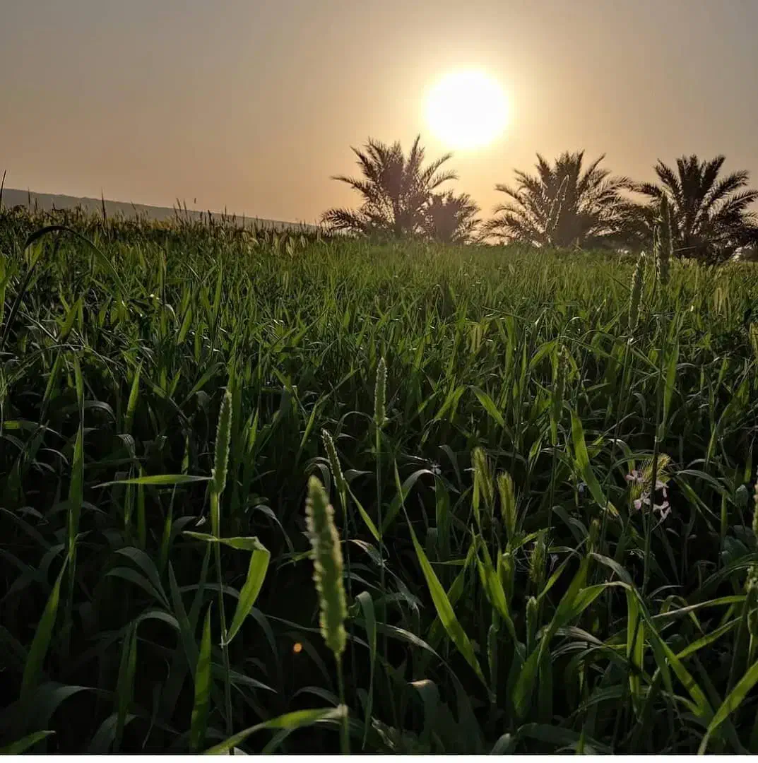اجاره یکساله زمین کشاورزی روستای سنا|اجارهٔ دفتر صنعتی، کشاورزی، تجاری|شنبه و طسوج, |دیوار